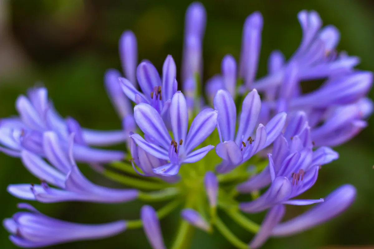 entretien-des-agapanthes-voici-les-conseils-a-suivre-pour-obtenir-une-belle-floraison