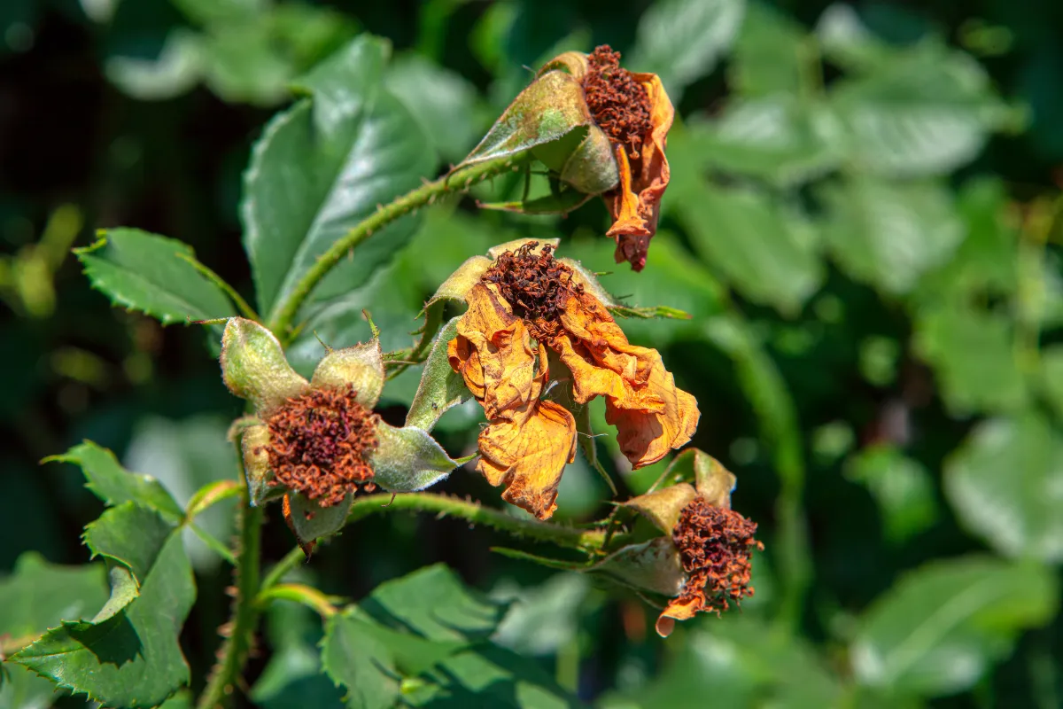 faut-il-couper-les-fleurs-fanees-de-vos-rosiers-decouvrez-la-technique-pour-rebooster-leur-floraison