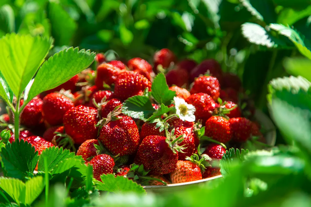 fraises-cet-engrais-incroyable-permet-de-doubler-votre-recolte-en-juillet