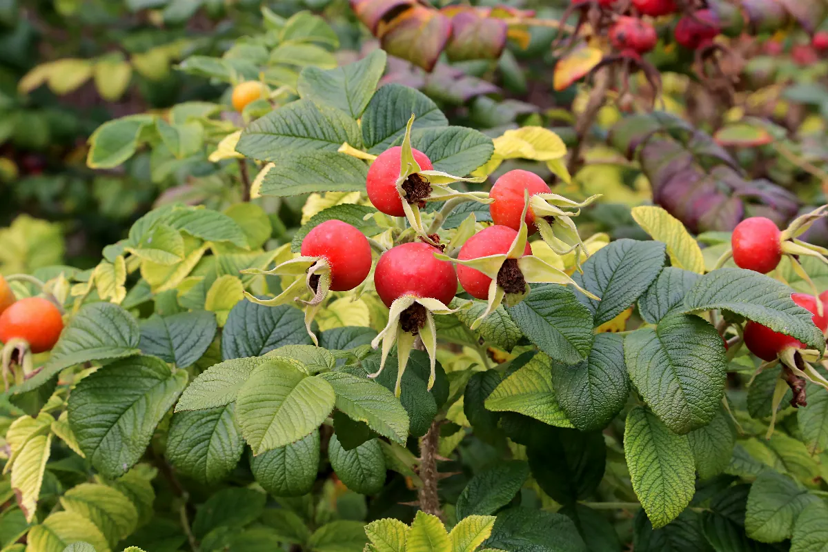 fruit-en-e-decouvrez-les-fruits-en-e-et-leurs-bienfaits