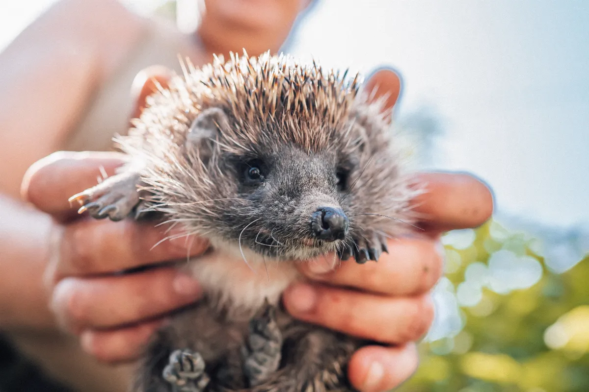 herisson-5-choses-que-vous-ne-savez-pas-sur-cet-animal-incroyable
