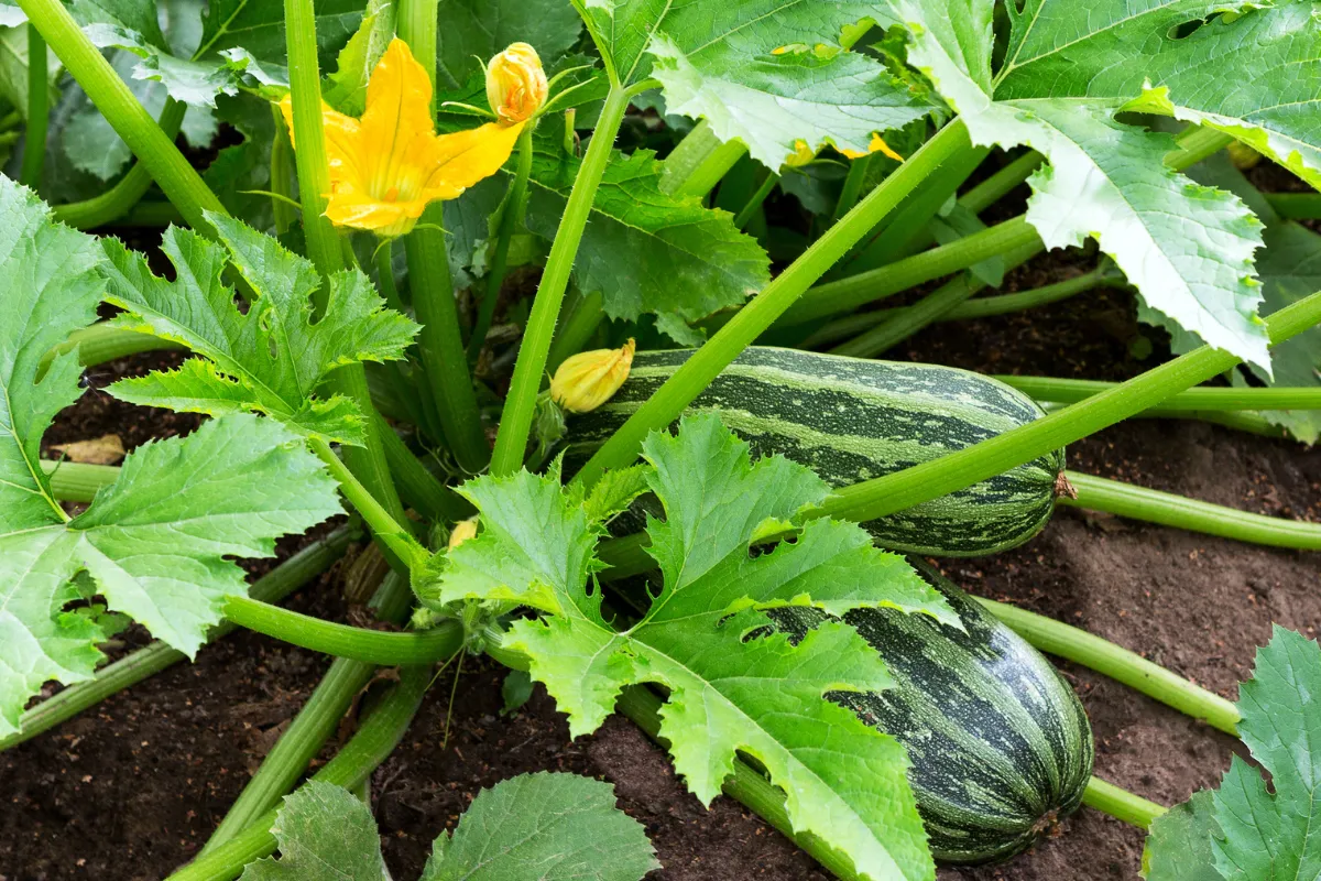 le-compagnonnage-des-courgettes-avec-quels-legumes-les-associer-voici-la-reponse