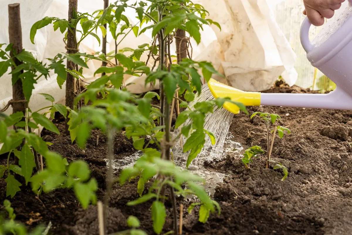 mettre-une-tuile-a-cote-des-plants-tomates-pour-booster-leur-croissance-est-ce-que-ca-marche-vraiment