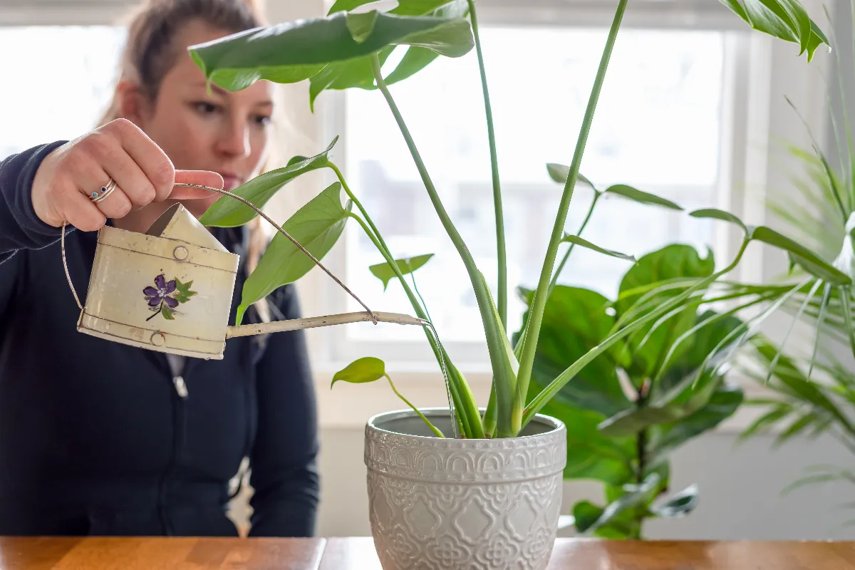 monstera-comment-prendre-soin-de-votre-plante-monstera