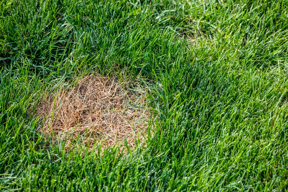 pelouse-brulee-par-le-soleil-voici-comment-la-sauver-avec-ces-astuces-meconnues