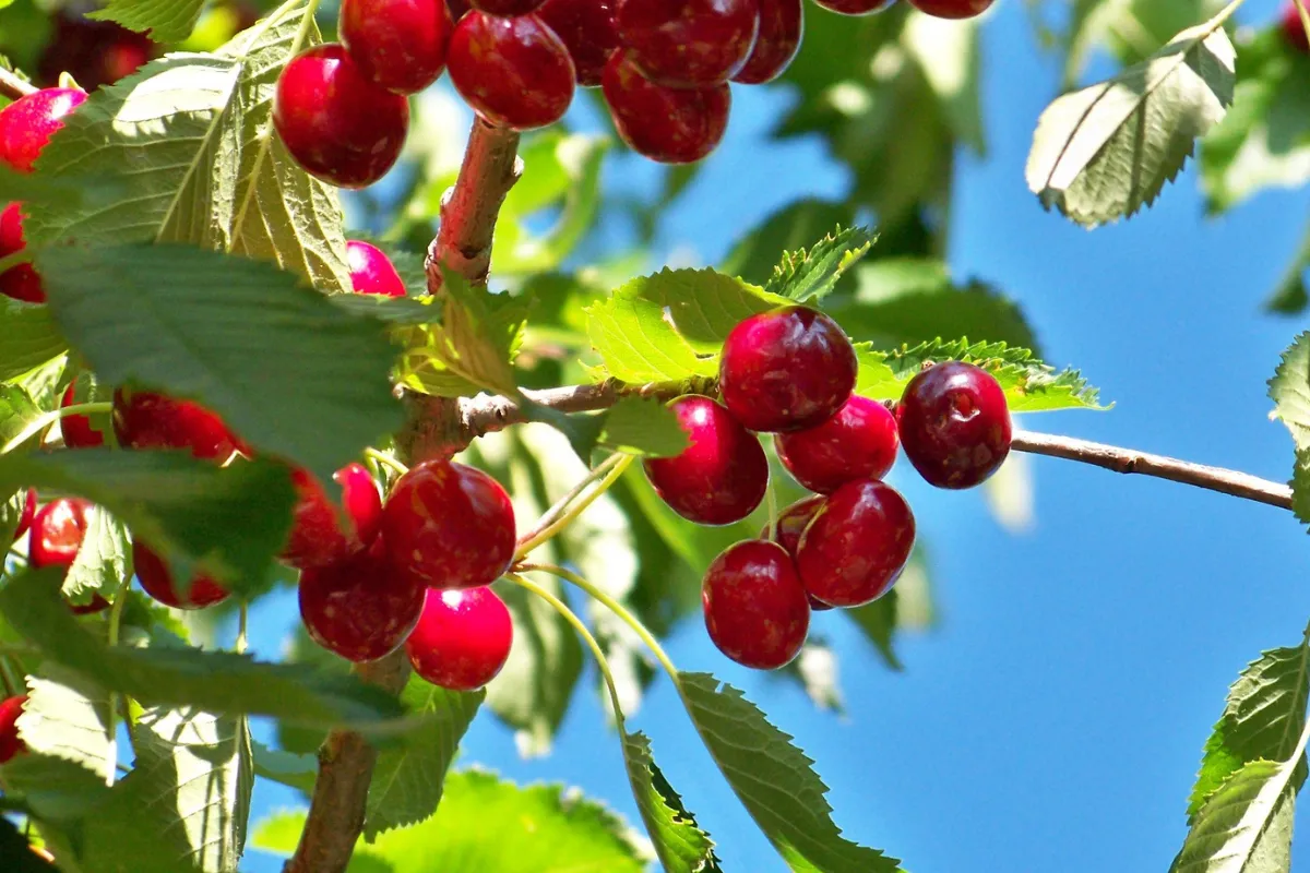 peut-on-manger-les-cerises-tombees-au-sol-voici-enfin-la-reponse