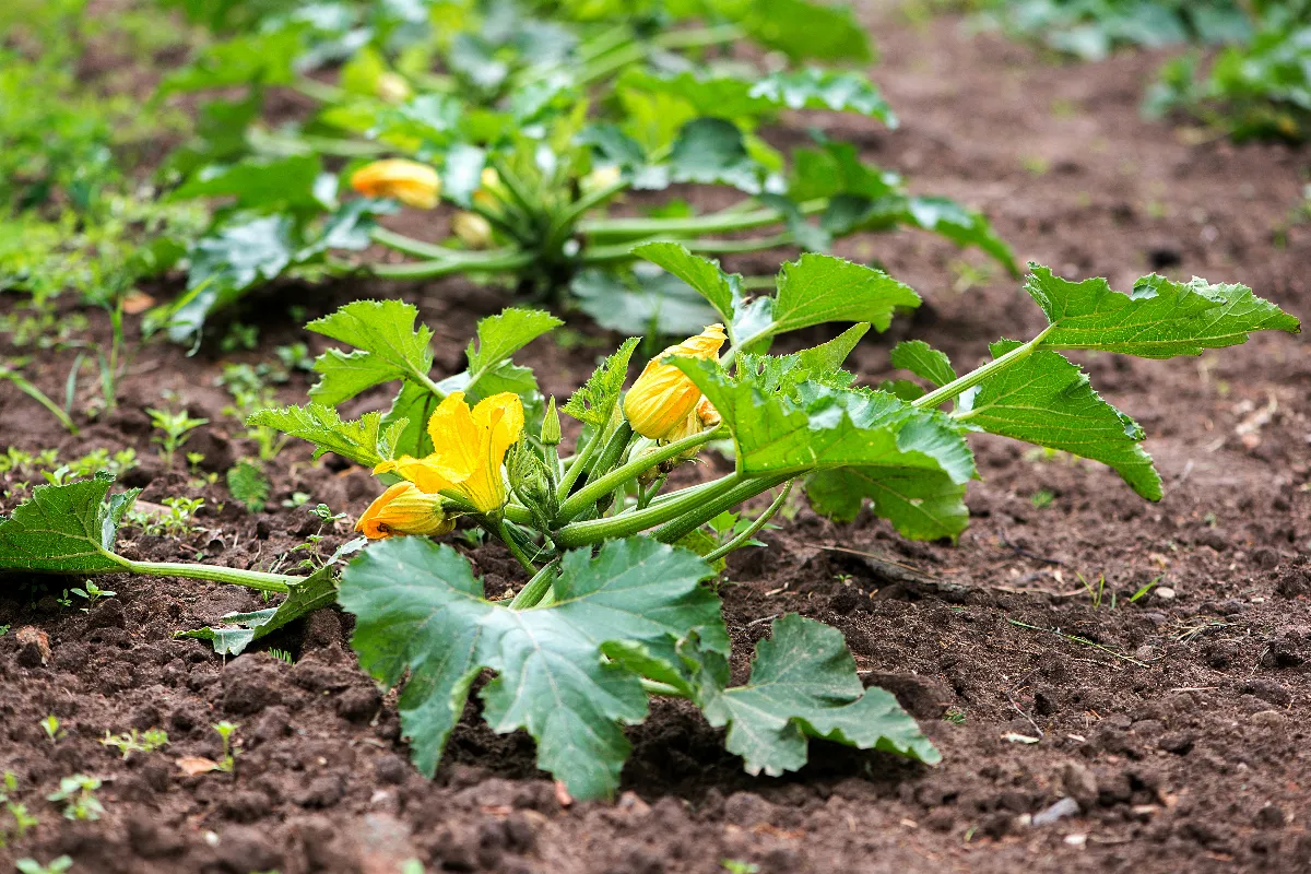 planter-des-concombres-et-des-courgettes-ensemble-est-ce-une-bonne-idee-voici-la-reponse