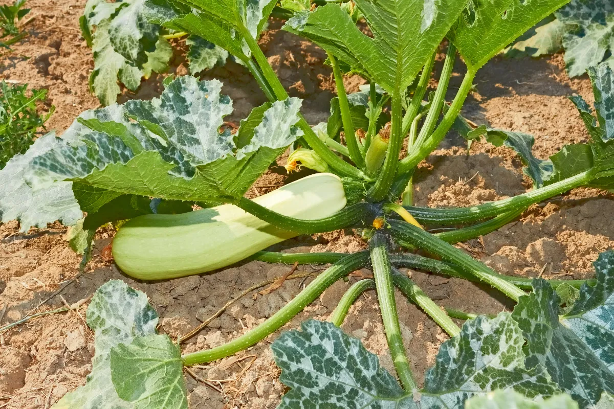 pourquoi-faut-il-mettre-du-riz-au-pied-des-courgettes