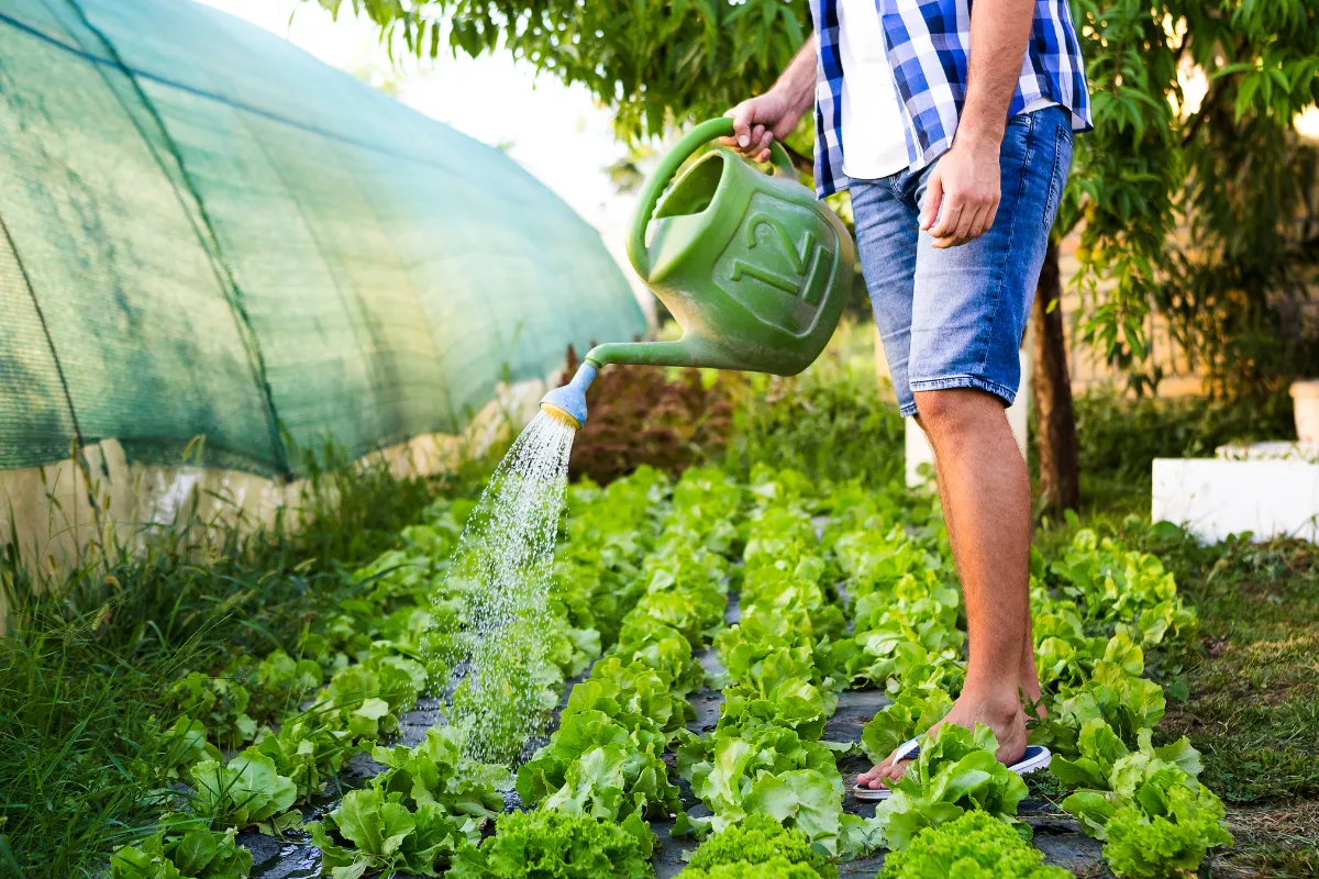temperatures-elevees-voici-la-bonne-heure-pour-arroser-votre-potager-cette-annee