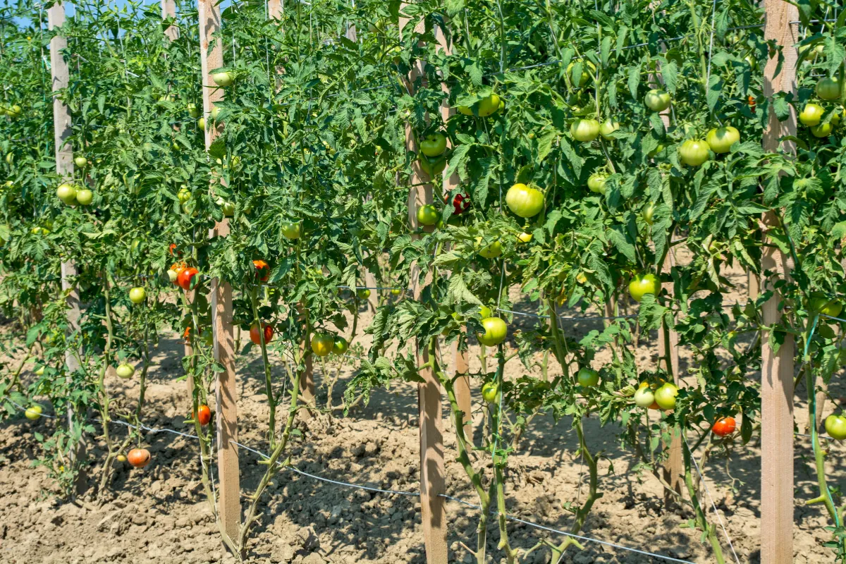 tuteur-tomate-lequel-est-le-plus-resistant-aux-intemperies