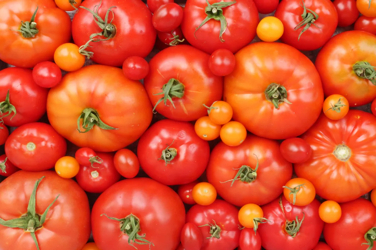 voici-les-5-meilleures-varietes-de-tomates-a-cultiver-dans-votre-jardin