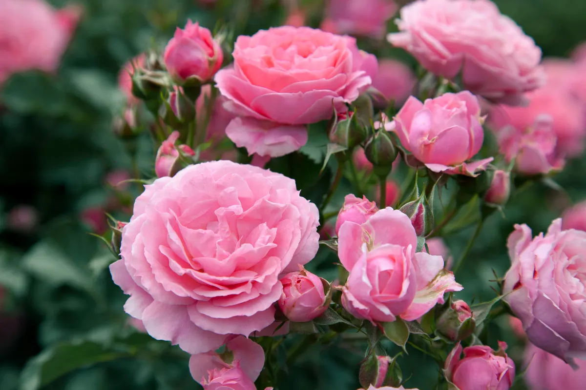 vos-rosiers-ne-fleurissent-plus-voici-les-erreurs-que-vous-faites-surement