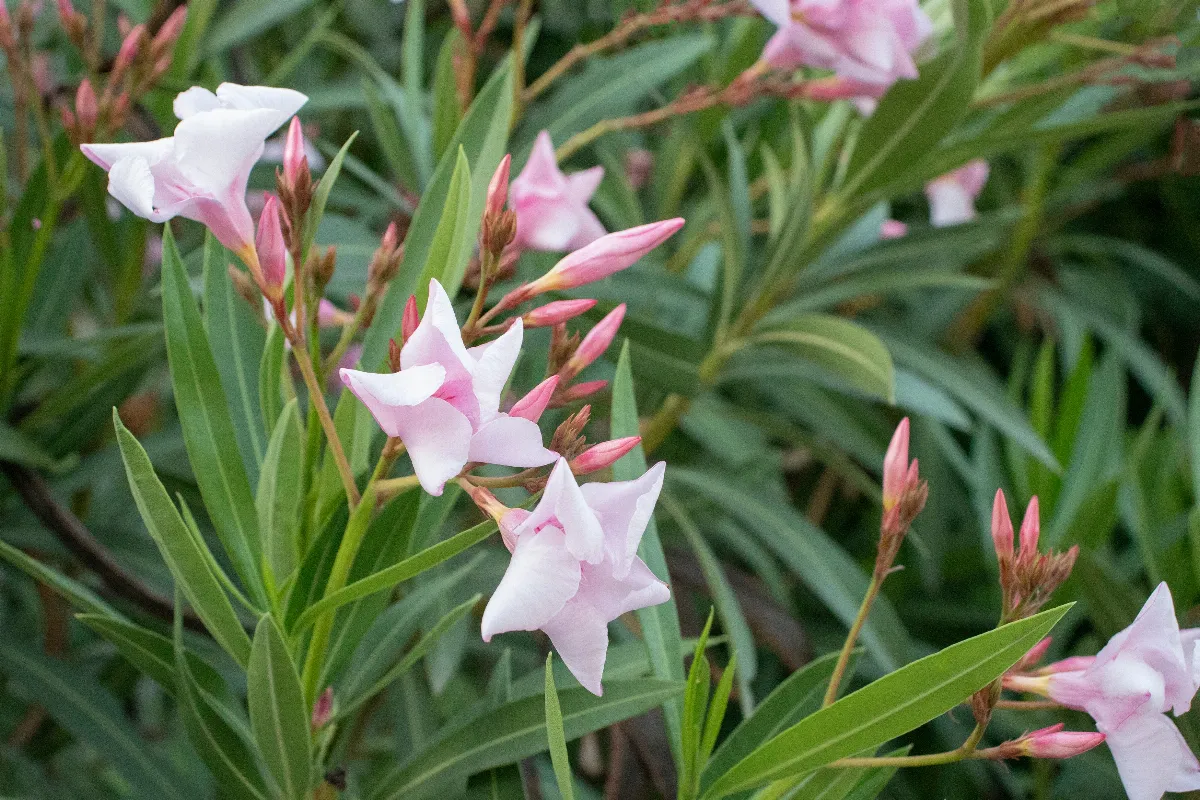 votre-laurier-rose-est-asseche-par-le-soleil-voici-ce-que-vous-devez-absolument-faire-pour-eviter-le-pire