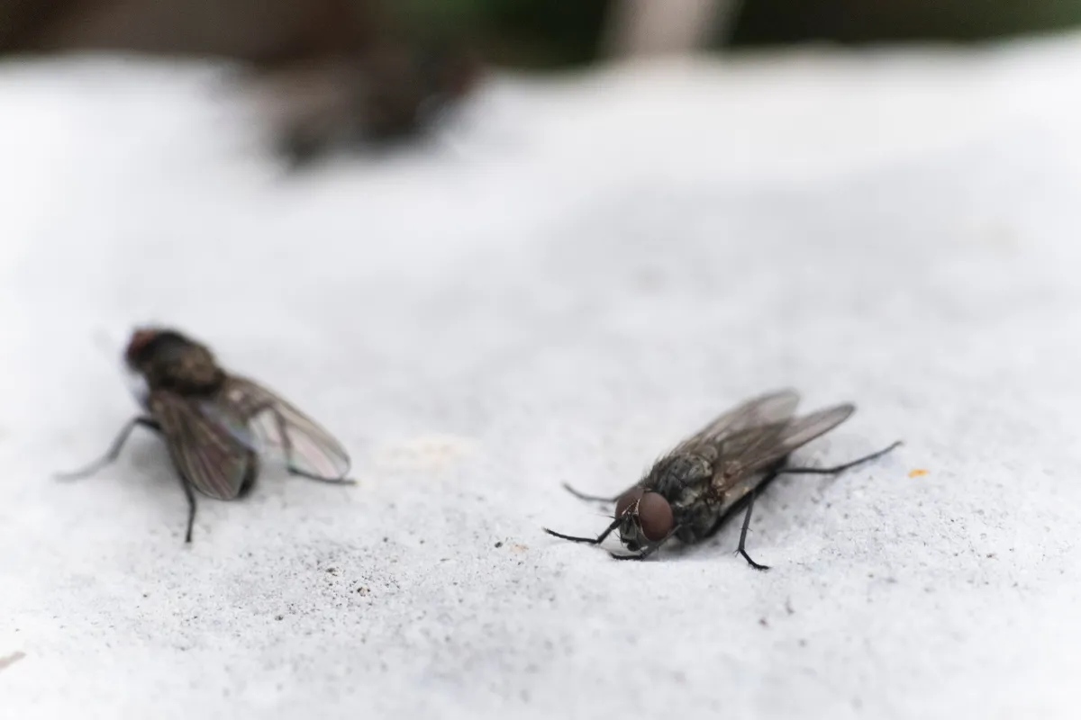 vous-etes-envahi-par-les-mouches-chez-vous-4-solutions-maison-pour-sen-debarrasser-rapidement