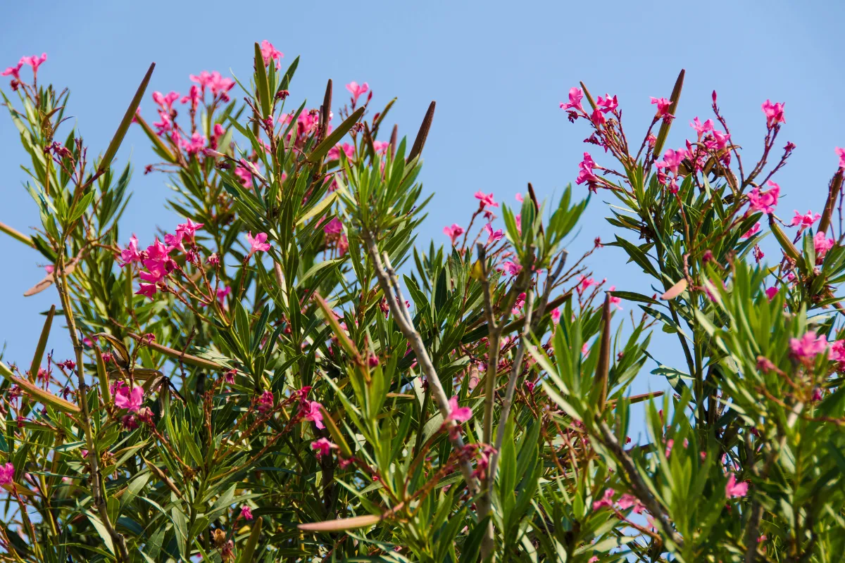 6-astuces-pour-sauver-votre-laurier-rose-du-jaunissement-de-ses-feuilles-cette-annee