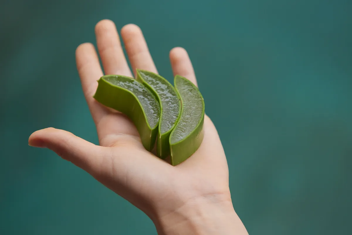 aloe-vera-les-bienfaits-de-laloe-vera-pour-la-peau-et-la-sante