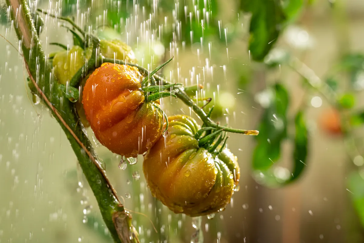 arretez-darroser-vos-tomates-cet-ete-voici-la-solution-optimale-pour-obtenir-une-bonne-recolte
