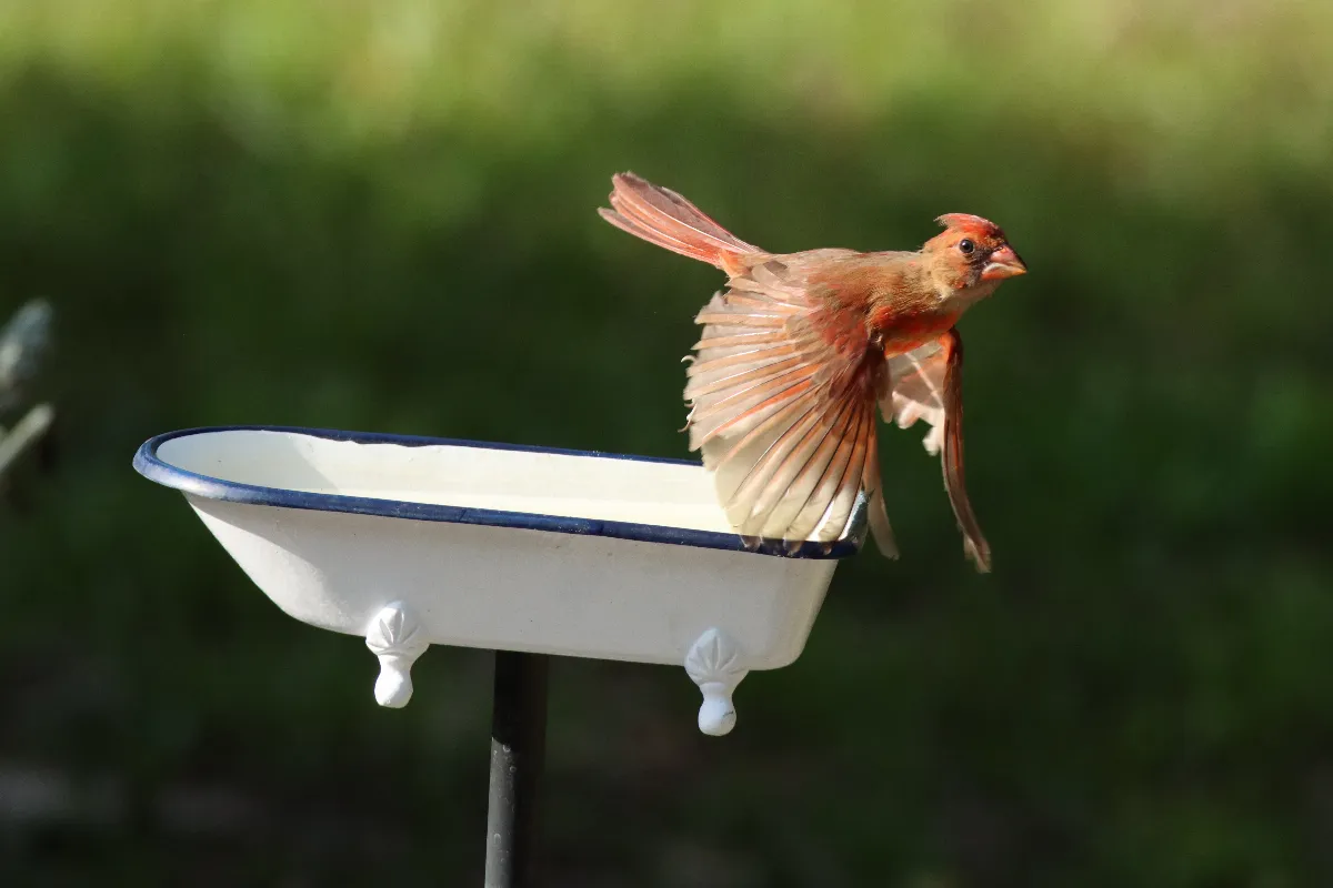 bain-doiseaux-voici-ou-et-comment-bien-linstaller-dans-votre-jardin-pour-attirer-differentes-especes