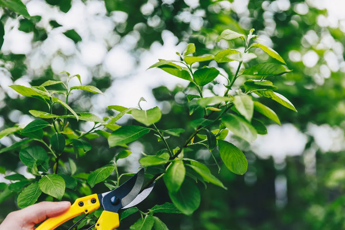 ces-3-types-darbres-a-ne-surtout-pas-tailler-en-aout-ne-faites-plus-lerreur