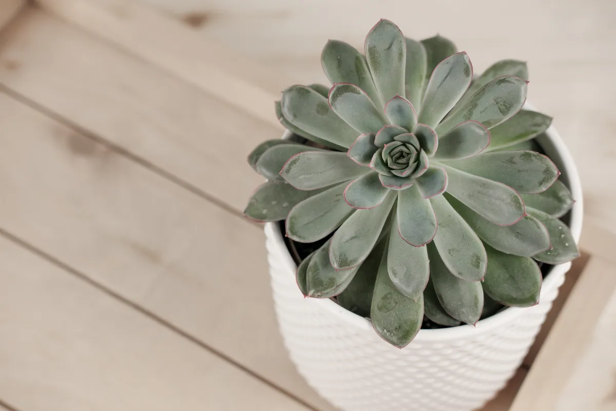 ces-5-plantes-grasses-dinterieur-vivent-au-moins-10-ans-voici-les-plus-belles-especes