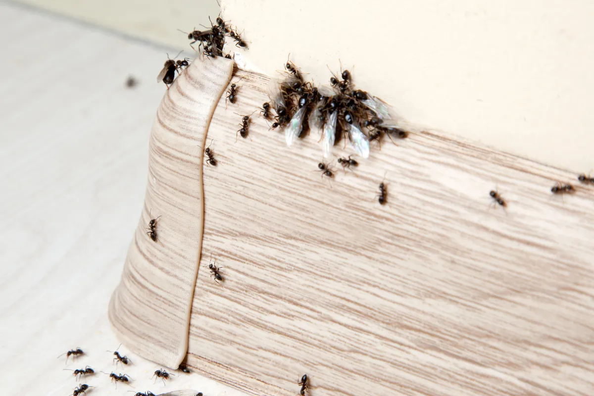 ces-produits-naturels-que-vous-avez-chez-vous-vont-chasser-les-fourmis-de-votre-maison-voici-lesquels