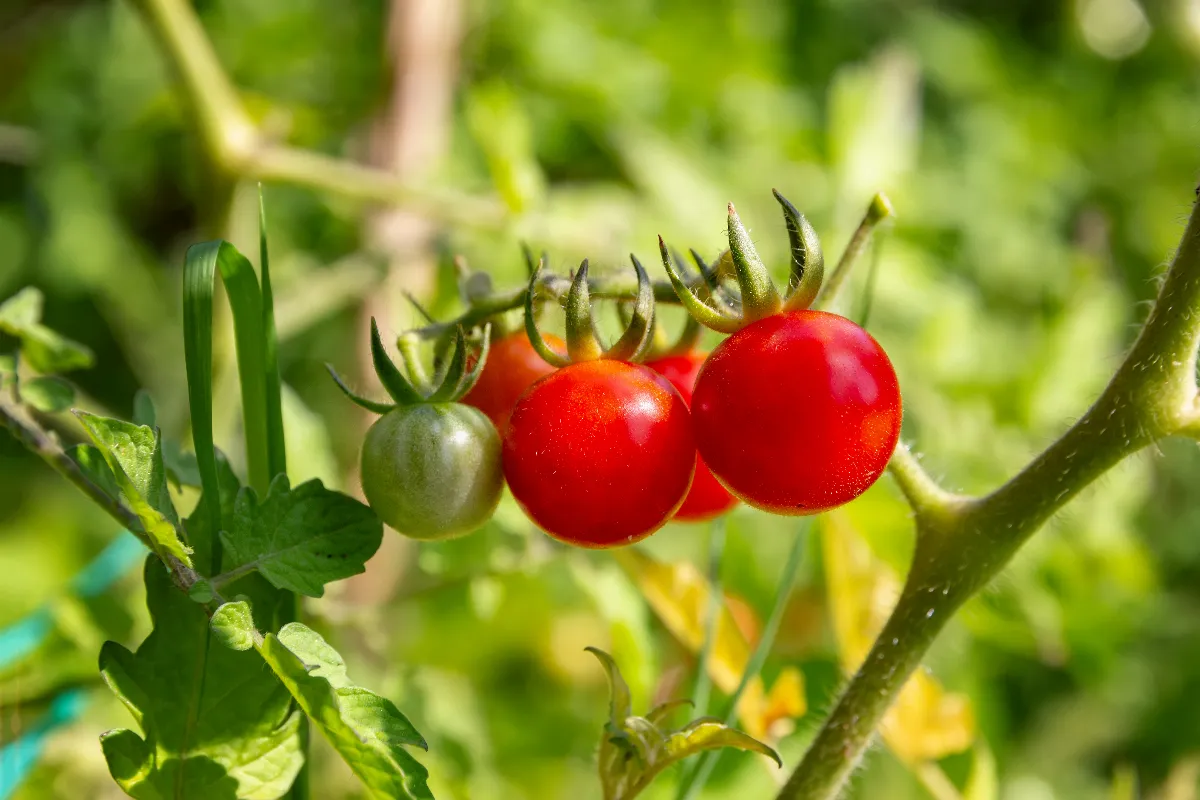 cette-tomate-cerise-est-a-recolter-en-automne-plantez-la-des-maintenant