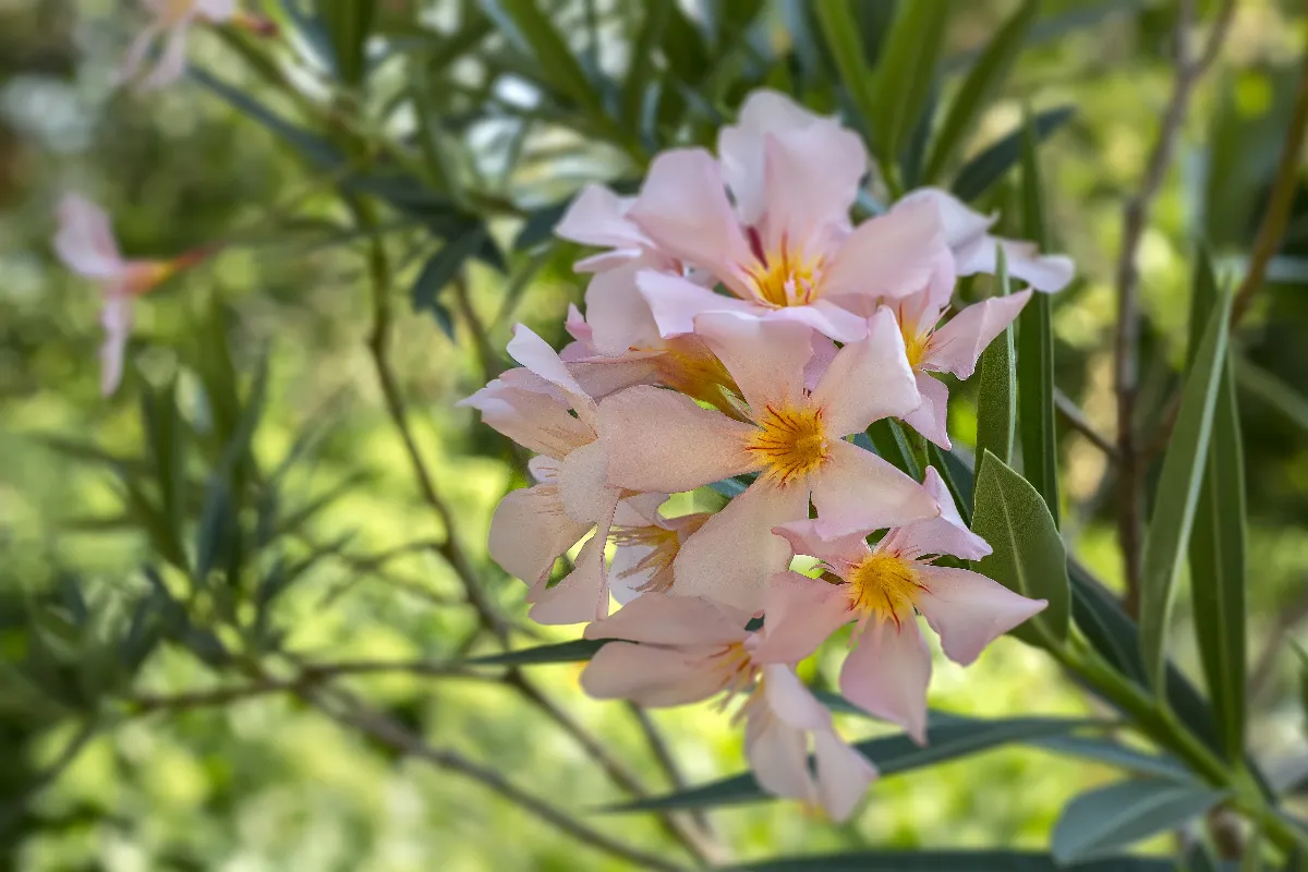 comment-bien-tailler-votre-laurier-rose-cet-ete-voici-les-etapes-a-suivre-absolument