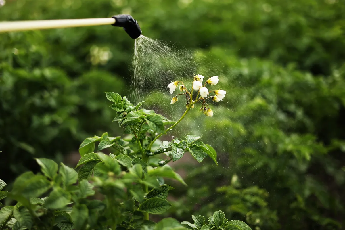 desherbant-naturel-fabriquer-votre-propre-desherbant-naturel