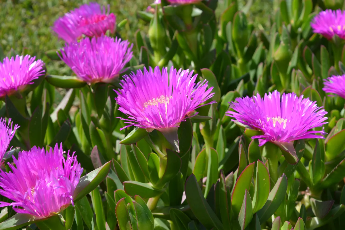 griffe-de-sorciere-guide-de-culture-de-la-griffe-de-sorciere