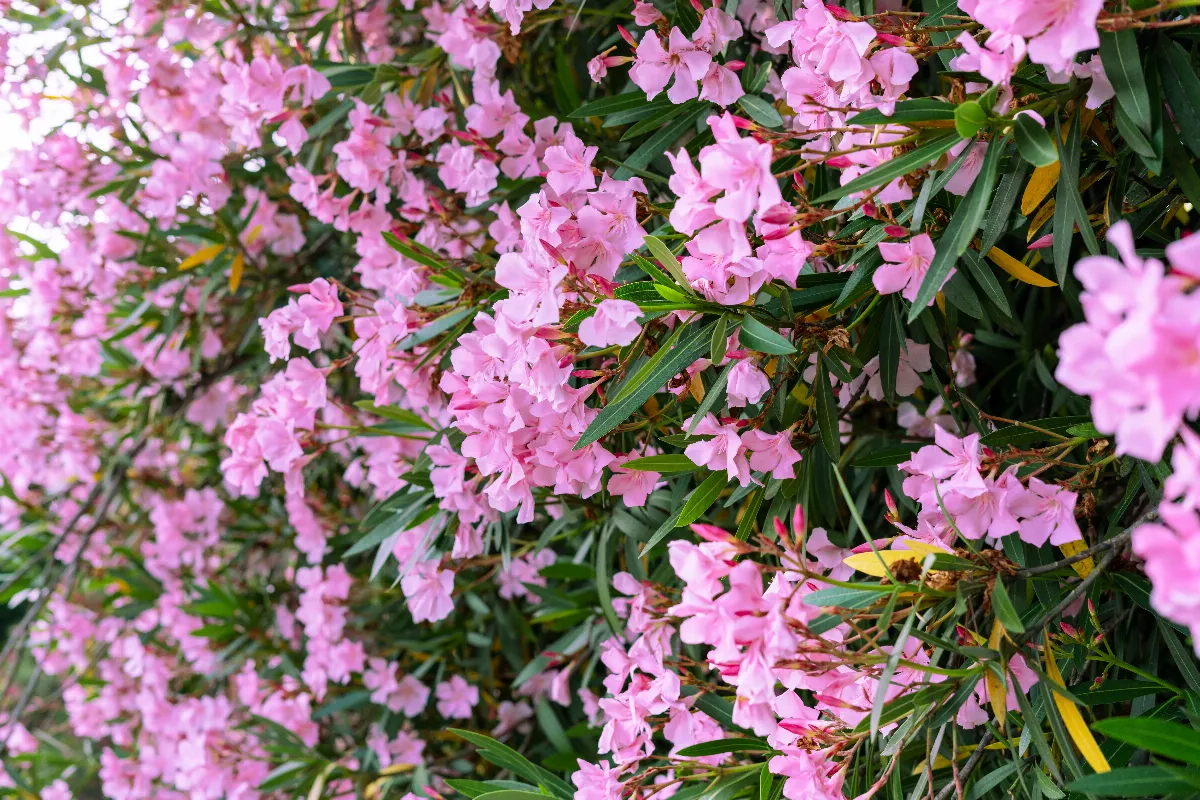 laurier-rose-tout-ce-quil-faut-savoir-sur-le-laurier-rose