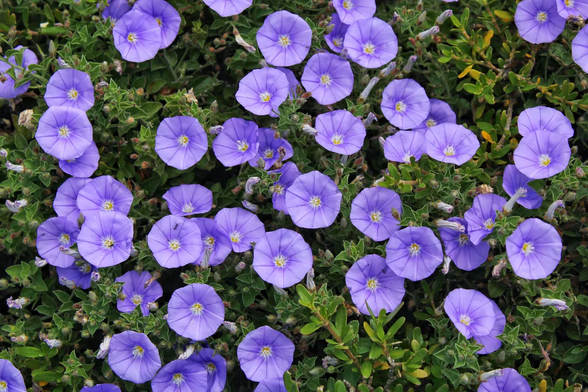 liseron-comment-lutter-contre-le-liseron-dans-votre-jardin