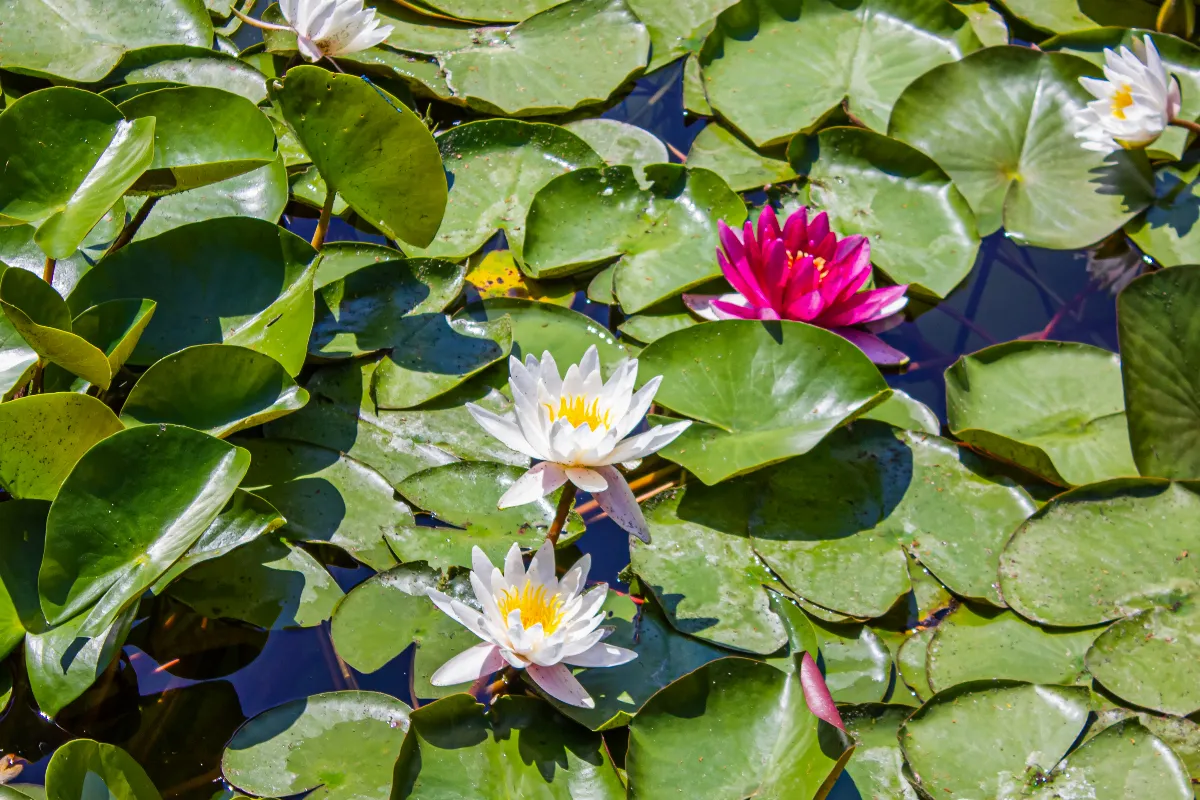 nenuphar-comment-planter-et-entretenir-un-nenuphar