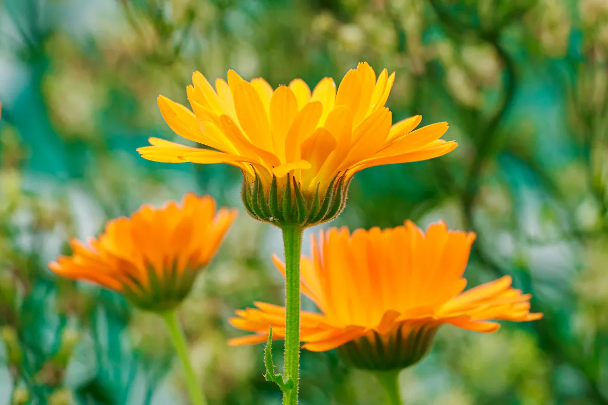 noubliez-pas-de-planter-ces-3-fleurs-avant-la-fin-du-mois-pour-une-floraison-au-coeur-de-lautomne