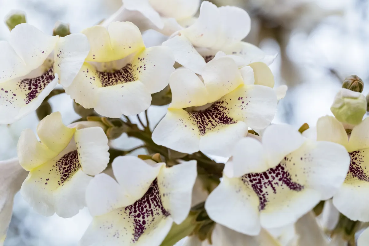 paulownia-pourquoi-et-comment-planter-un-paulownia