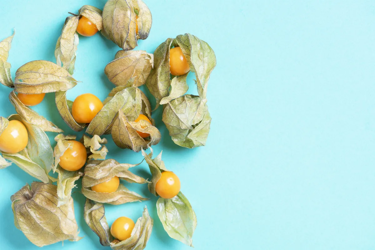 physalis-cultiver-et-profiter-des-fruits-du-physalis