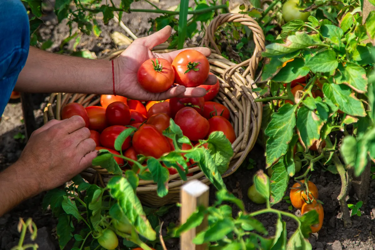 prolonger-sa-recolte-de-tomates-jusquen-automne-cest-possible-grace-a-ces-3-astuces-meconnues