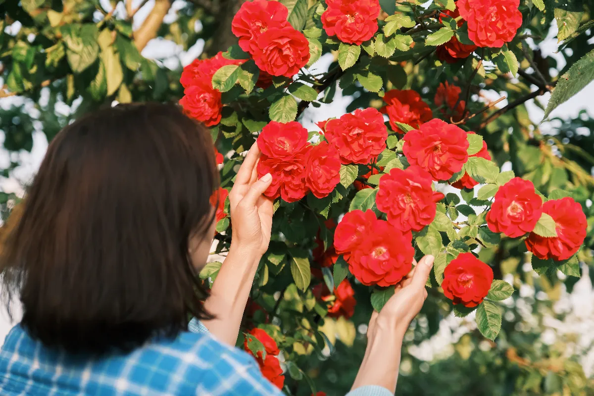rosier-grimpant-guide-de-plantation-et-entretien-du-rosier-grimpant