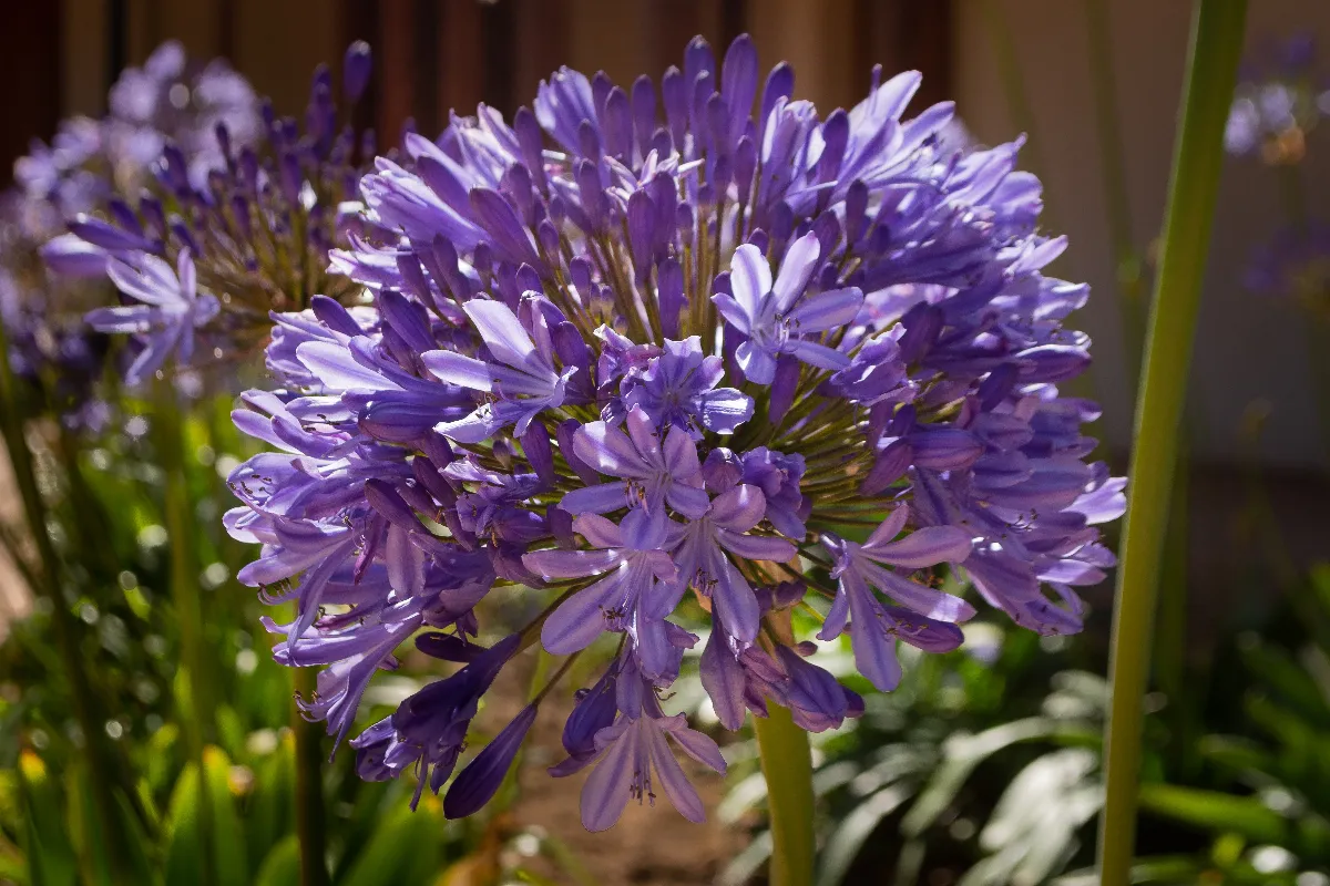 voici-la-solution-ultime-pour-avoir-des-agapanthes-fleuries-tout-lete-suivez-ces-conseils-jardinage