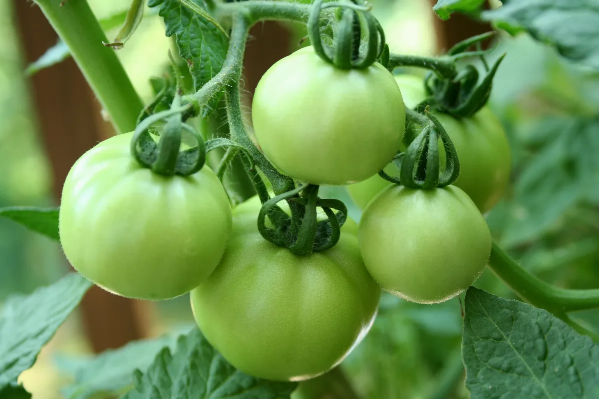 vos-tomates-ne-rougissent-pas-voici-les-causes-les-plus-courantes-et-comment-y-remedier