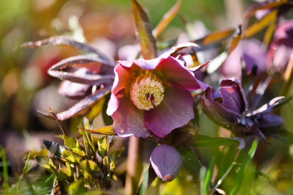 5-plantes-vivaces-a-planter-pour-avoir-un-jardin-colore-cet-hiver-voici-les-plus-belles