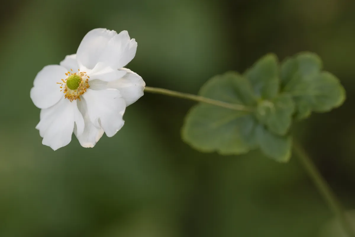 7-fleurs-a-planter-des-lautomne-pour-un-jardin-parfaitement-fleuri-cette-annee