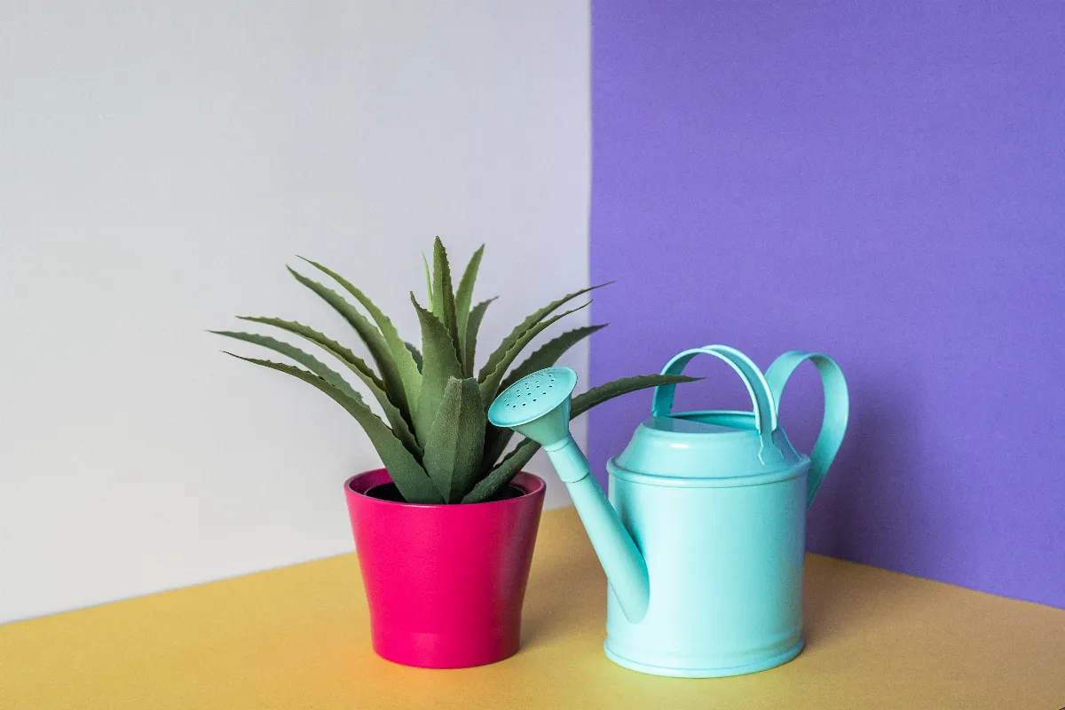 aloe-vera-11-conseils-pour-cultiver-et-entretenir-cette-plante-incroyable