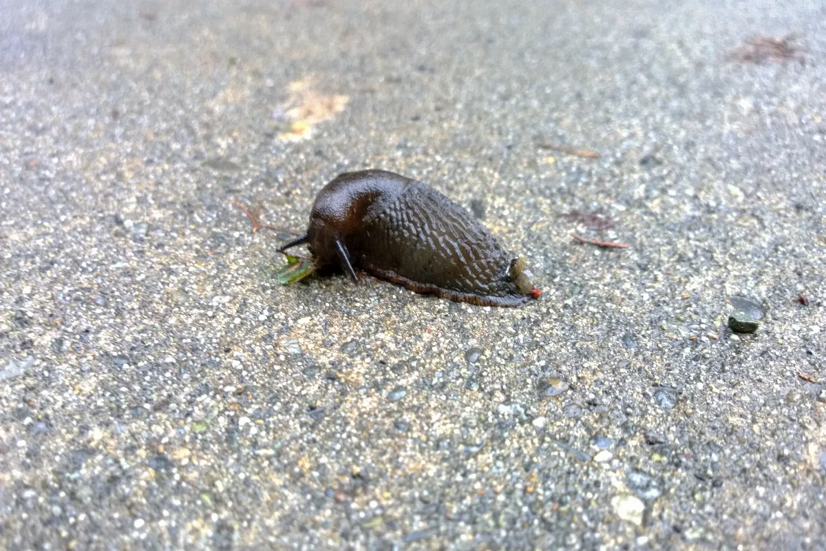 anti-limace-naturel-solutions-naturelles-pour-lutter-contre-les-limaces