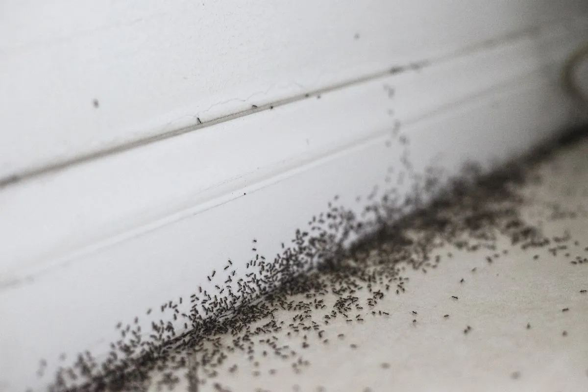 des-solutions-naturelles-pour-lutter-contre-les-fourmis