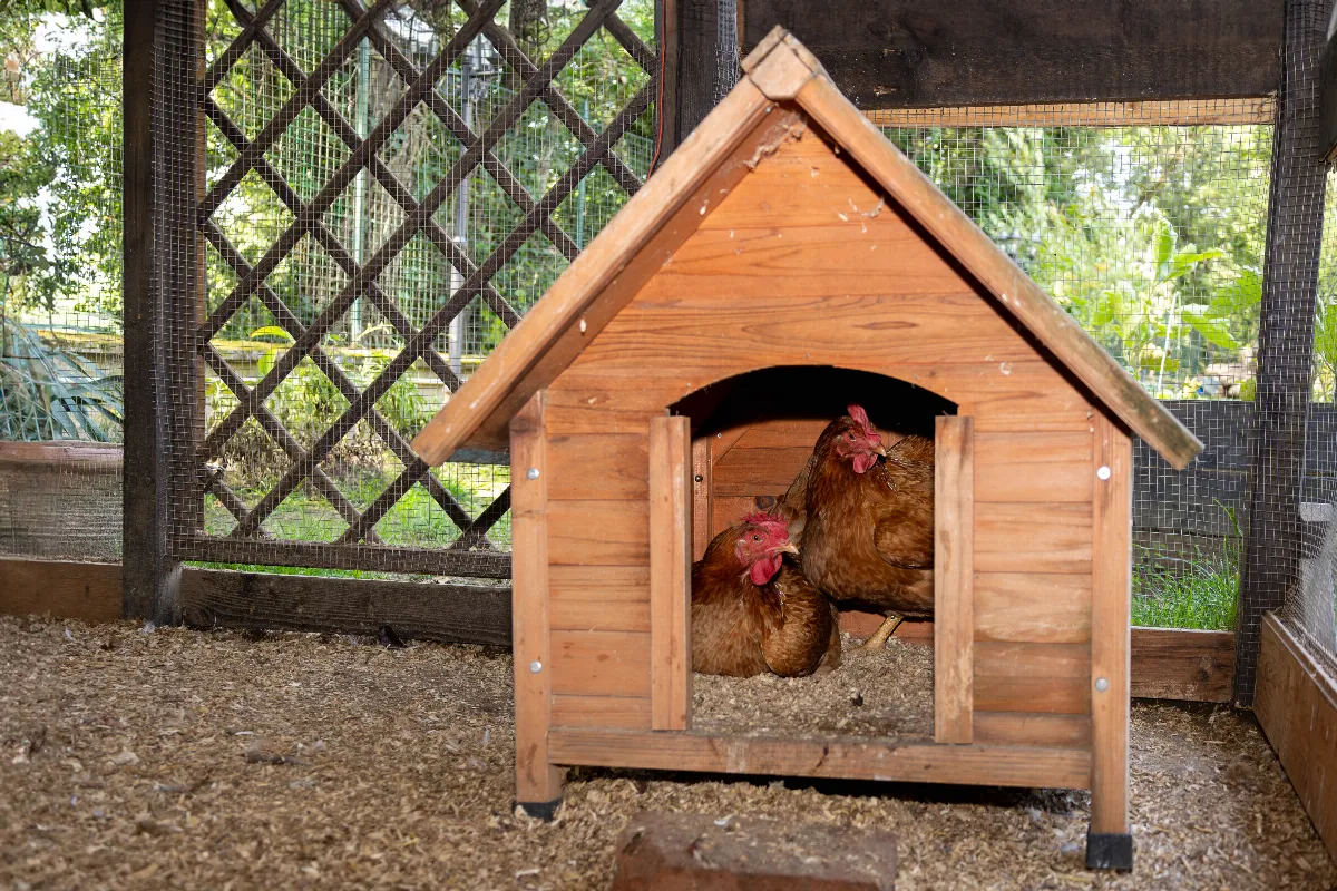 enclos-poulailler-comment-construire-un-enclos-pour-votre-poulailler