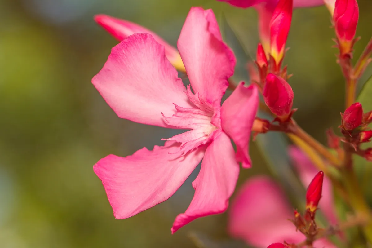 laurier-rose-5-erreurs-dentretien-a-ne-plus-faire-pour-enfin-obtenir-une-belle-floraison-chaque-annee