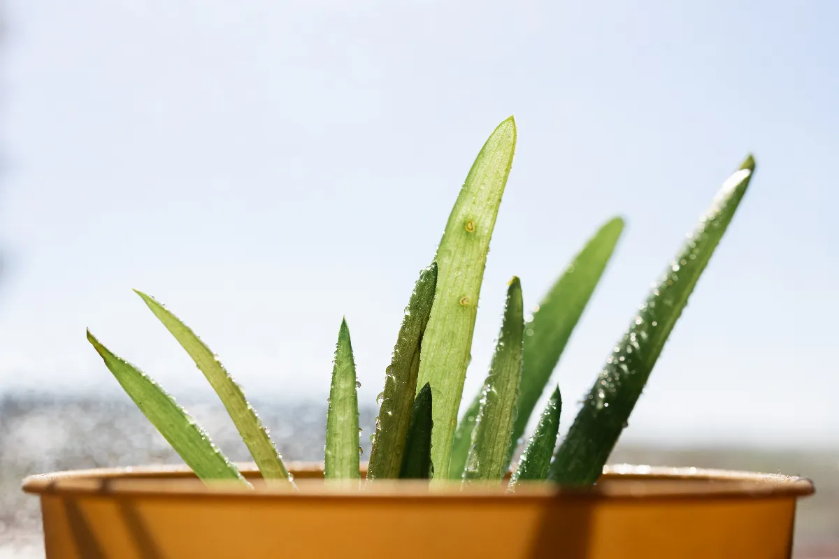 plantes-plein-soleil-sans-arrosage-les-meilleures-plantes-pour-un-jardin-sec