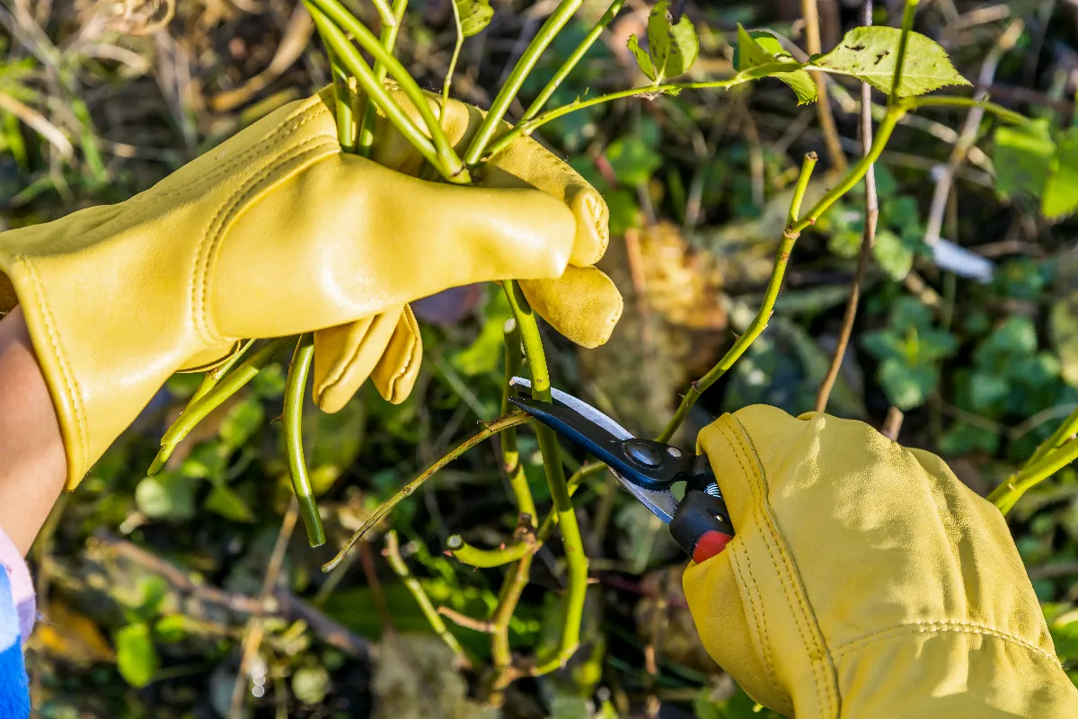 pourquoi-il-est-conseille-de-tailler-vos-rosiers-avant-la-fin-du-mois-voici-tous-les-avantages-pour-leur-prochaine-floraison