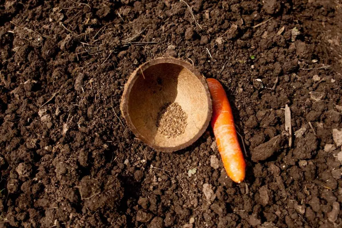 quand-et-comment-semer-les-carottes-au-bon-moment