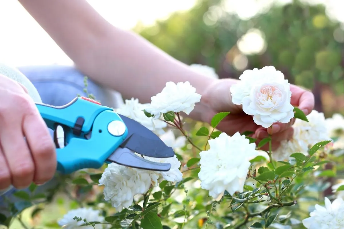quand-et-comment-tailler-les-rosiers-pour-une-belle-floraison